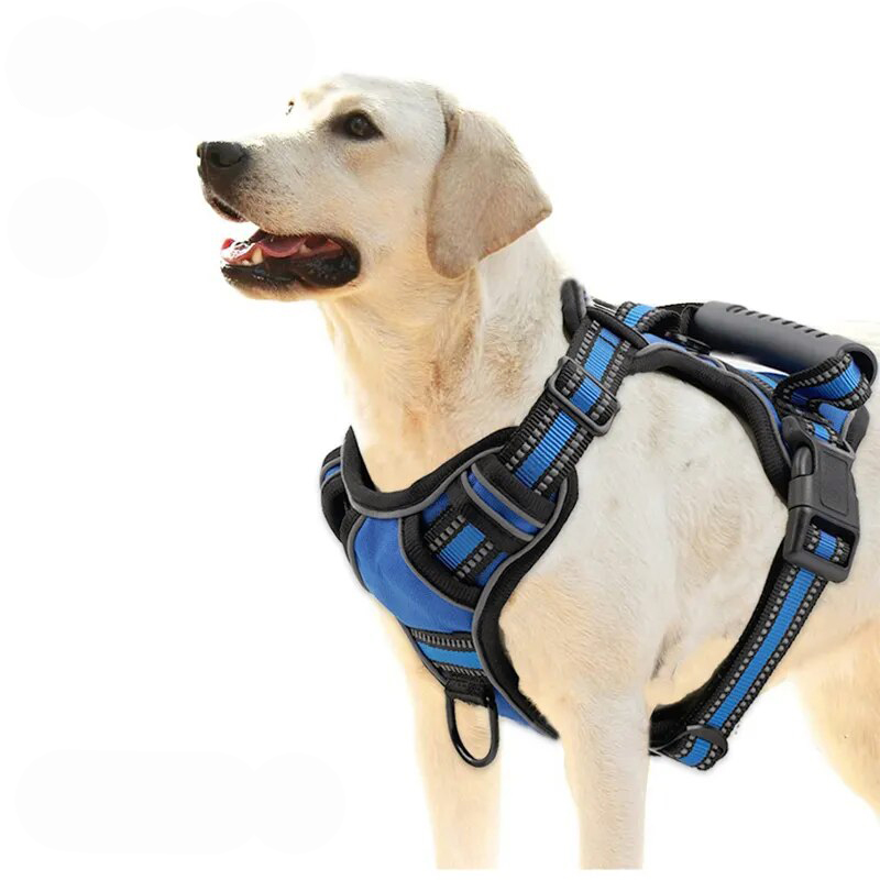harnais pour chien