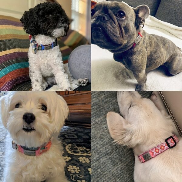 Quatre Chiens Élégants avec Leur Étiquette De Chien Personnalisée.