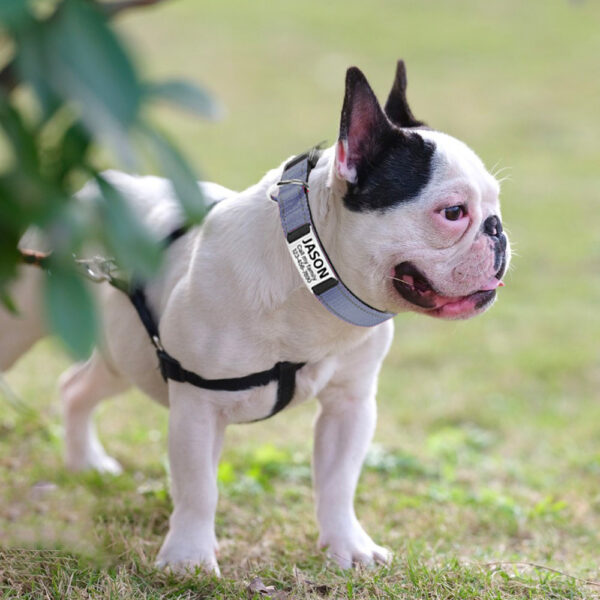 Chien en laisse - Collier De Chien Personnalisé et Réfléchissant
