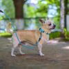 Petit chien en laisse et Collier De Chien Personnalisé et Réfléchissant