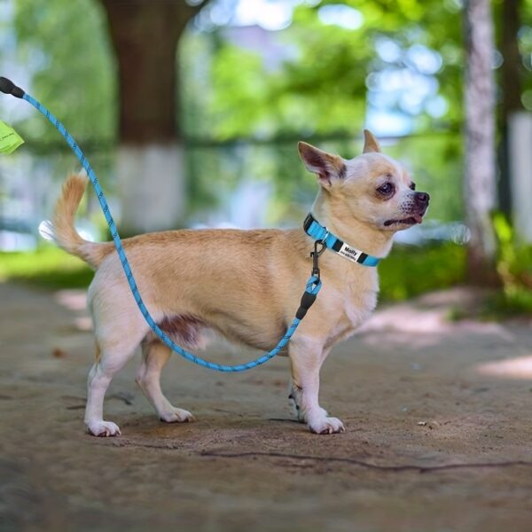 Petit chien en laisse et Collier De Chien Personnalisé et Réfléchissant