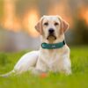 chien avec collier personnalisé pour chien avec plaque gravé.