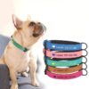 chien avec collier De Chien en cuir Personnalisée - cinq couleurs