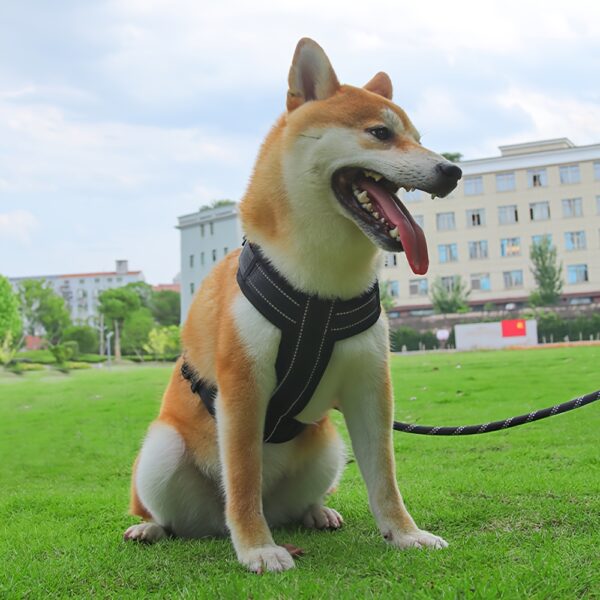 Chien Akira portant notre Harnais Pour Chien Réfléchissant et Réglable - Style et sécurité en action.