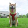 Akira porte notre Harnais Pour Chien Réfléchissant et Réglable - Le compagnon idéal pour des aventures sans souci.