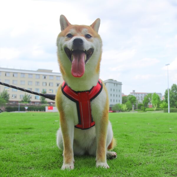 Akira porte notre Harnais Pour Chien Réfléchissant et Réglable - Le compagnon idéal pour des aventures sans souci.