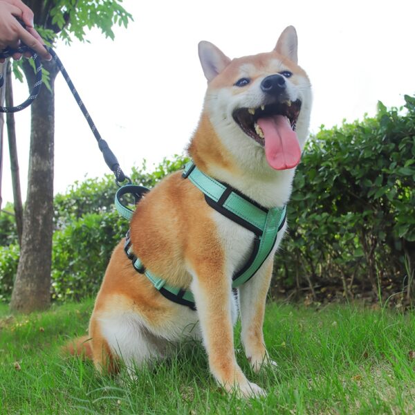 Chien Akira portant notre Harnais Pour Chien Réfléchissant et Réglable - Style et sécurité en action Le compagnon idéal pour des aventures sans souci.