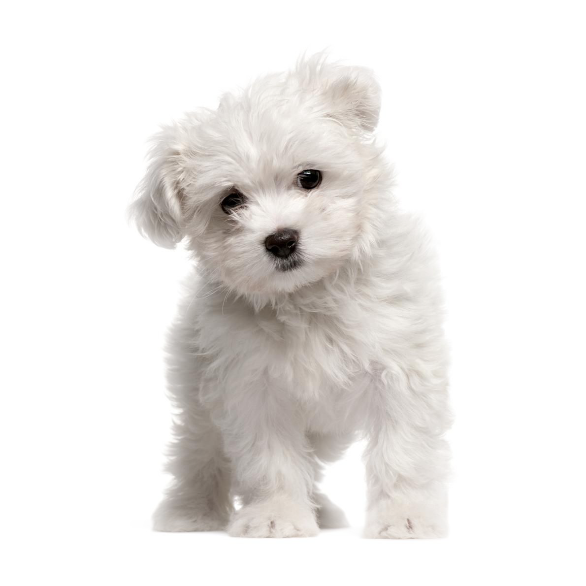 PETIT CHIEN BLANC