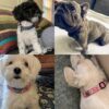 Quatre Chiens Élégants avec Leur Étiquette De Chien Personnalisée.